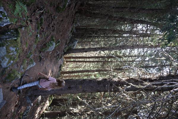 A person with long hair, wearing a pink shirt and striped pants, walks along a sun-dappled forest path